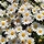 Daisy 프로필