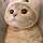 츄민츄민 프로필