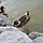 goose 프로필
