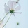 Dew 프로필