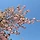 Blooming Season 프로필