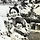 눈굵띠 프로필