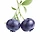 Blueberry 프로필