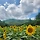 그래도 프로필