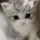 고양이 사랑꾼 프로필