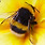 스팅비 StinGBee