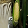 Zamioculcas