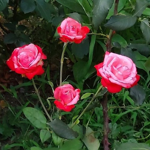 프로필 이미지