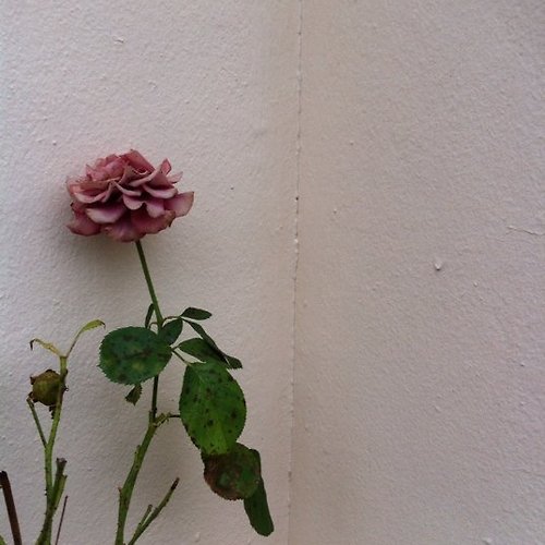 프로필