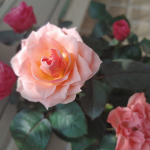 프로필 이미지