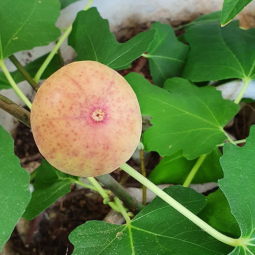프로필