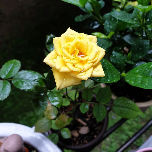 프로필 이미지