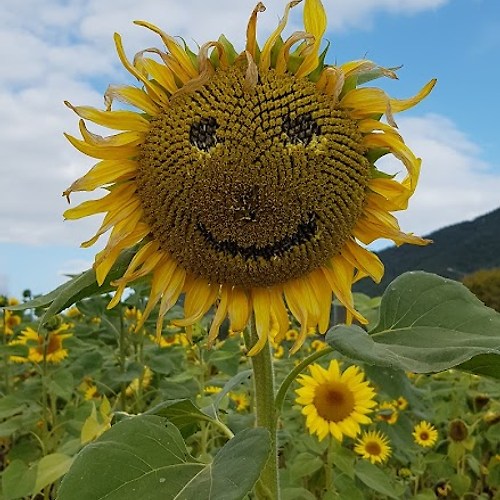 프로필 이미지