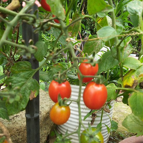 프로필 이미지