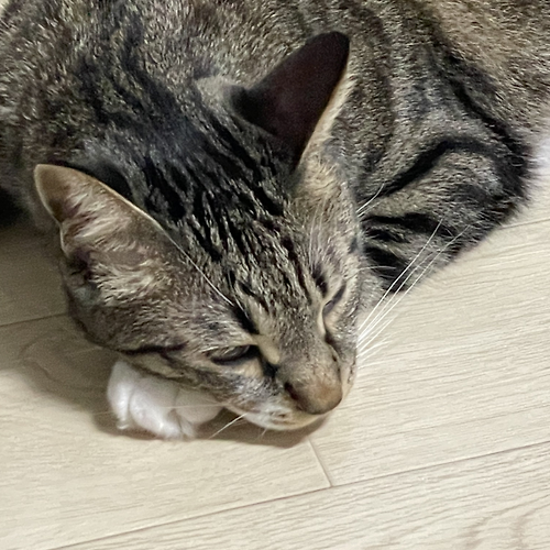 프로필 이미지