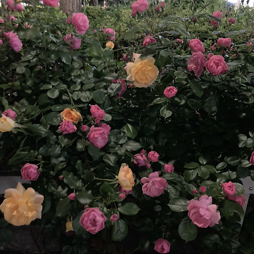 프로필 이미지