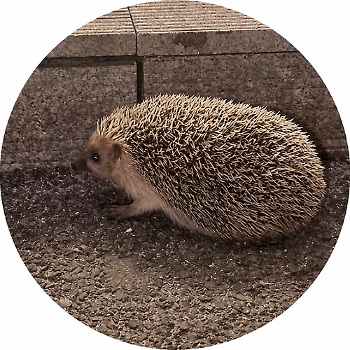 프로필 이미지