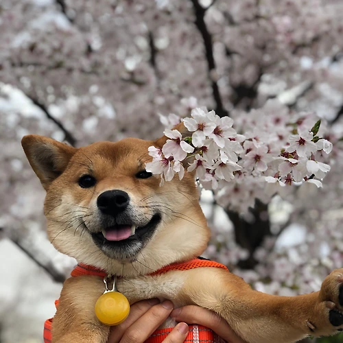 프로필 이미지