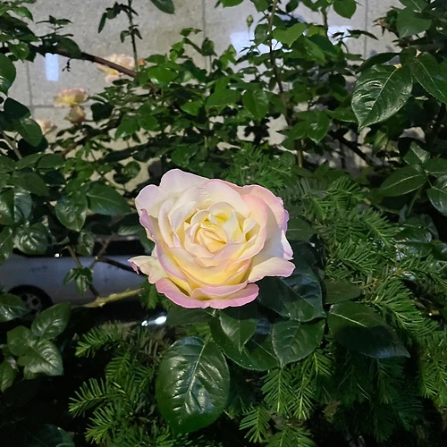 프로필 이미지