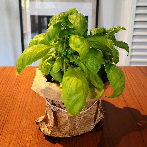프로필 이미지