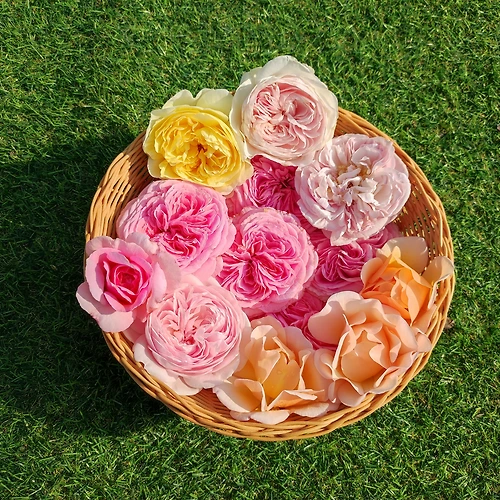 프로필 이미지