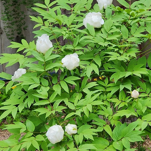 프로필