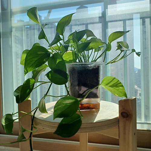 프로필 이미지