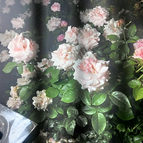 프로필 이미지