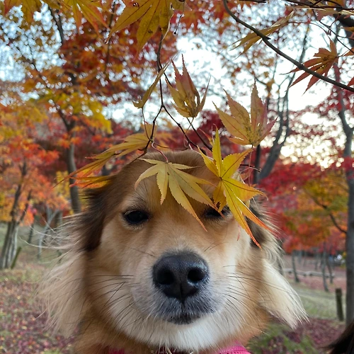 프로필 이미지