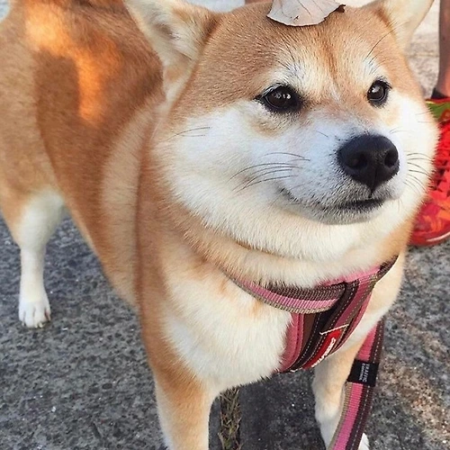 프로필 이미지