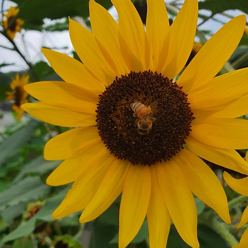 프로필 이미지