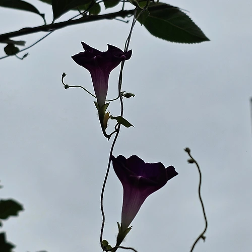 프로필