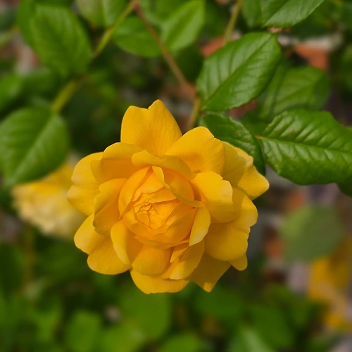 프로필 이미지