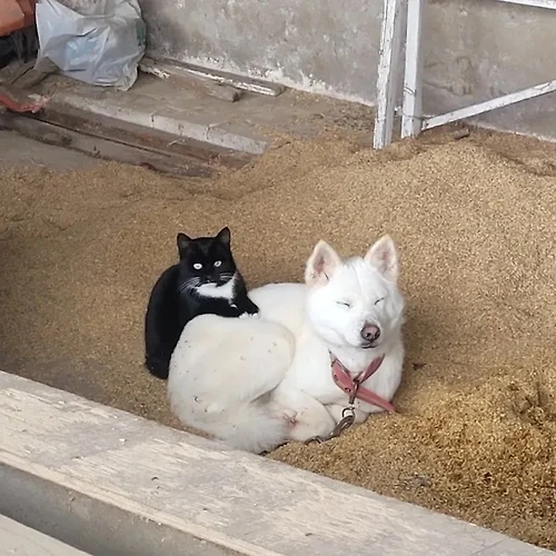 프로필 이미지