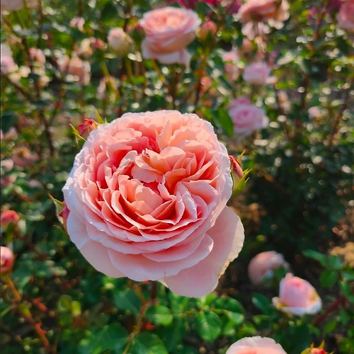 프로필 이미지