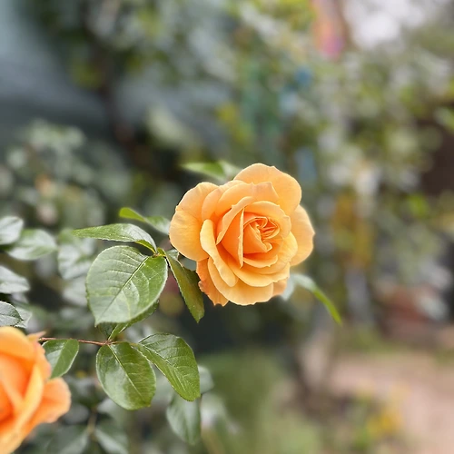 프로필 이미지