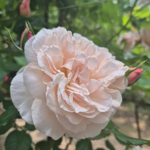 프로필 이미지