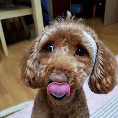 프로필 이미지