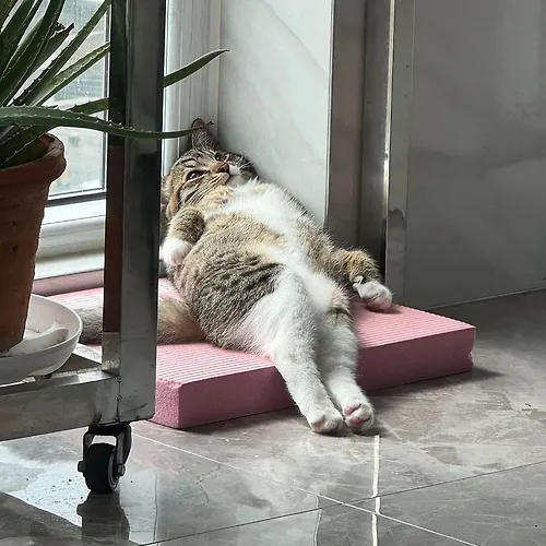 프로필 이미지