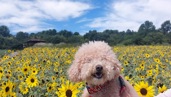 오늘의 도파민