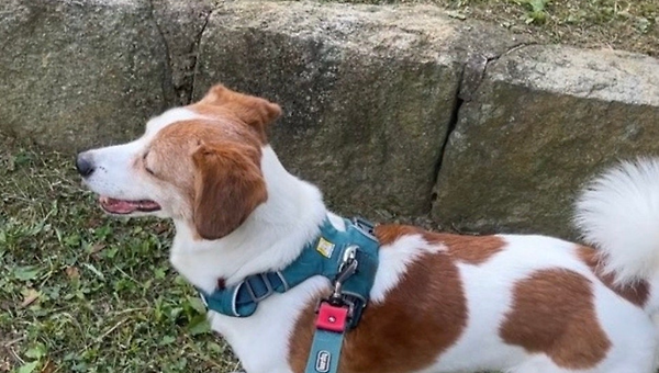 강아지와 산바카라해 보셨나요?