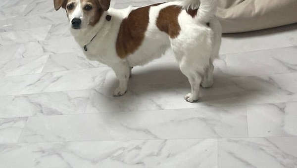강아지 룰루 털의 진실
