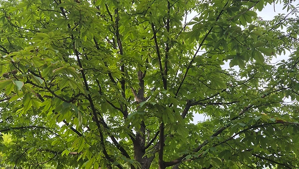 운이라는 이름의 요동
