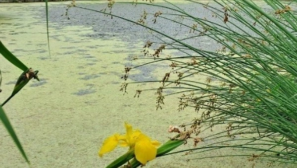 수선화