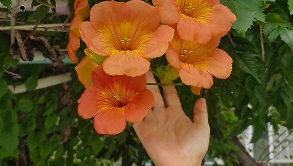 꽃다발만큼 외롭고 막막하지만 