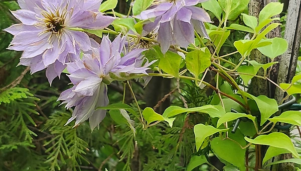 마음의 병