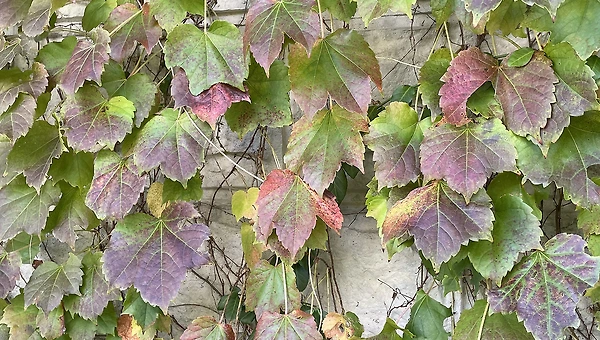 사오기(思悟期) 