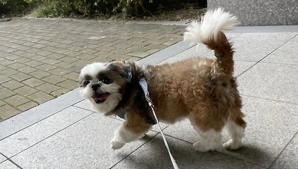 우리집 강아지는 17살 시츄입니다